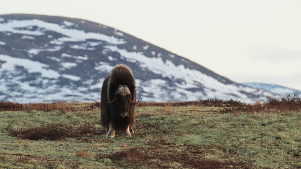 Musk Oxen look at camera by snowy Dovrefjell mountain in sunset; wide