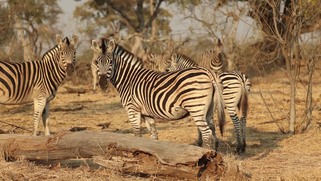 Wide shot of a herd of plains zebras standing behind a log and looking into the camera. with the dry and dusty landscape of Mapungupwe National Park.