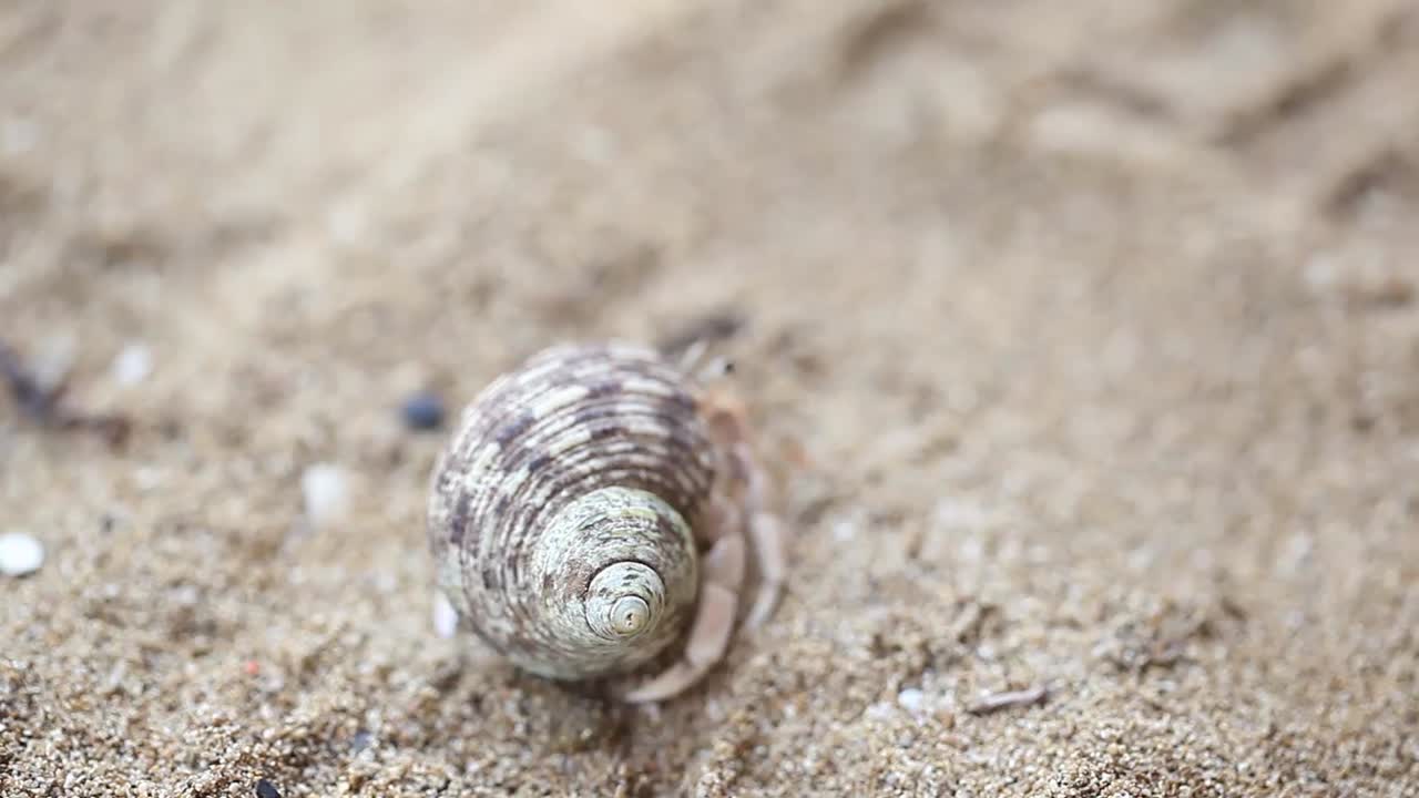 소라게가 열리고 기어가는 것을 닫습니다.