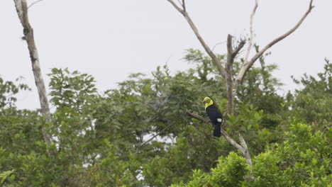 keel-billed toucan   perched on branch, looking around