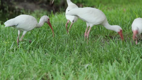 Several-White-Ibises-Foraging-For-Food-in-Green-Grass,-Florida