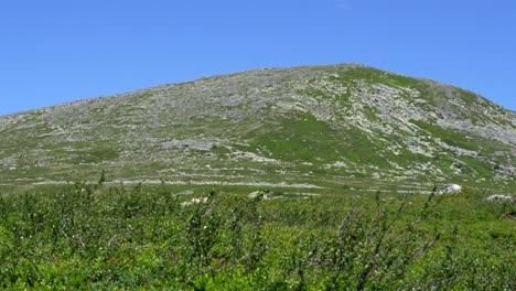 Zoom-En-La-Toma-Del-Paisaje-De-Abedul-Enano-Meciéndose-En-El-Viento-Con-La-Hermosa-Montaña-Drommen-En-La-Distancia,-Jamtland-Suecia