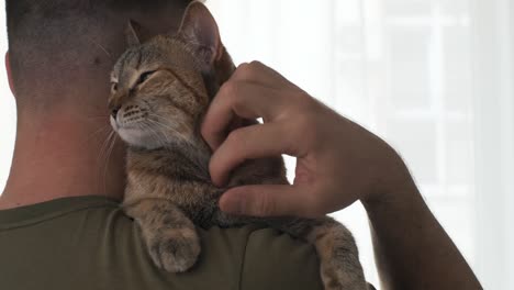 man holding and stroking domestic cat.