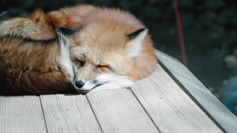 a fox sleeping peacefully at zao fox village, miyagi, japan - close up