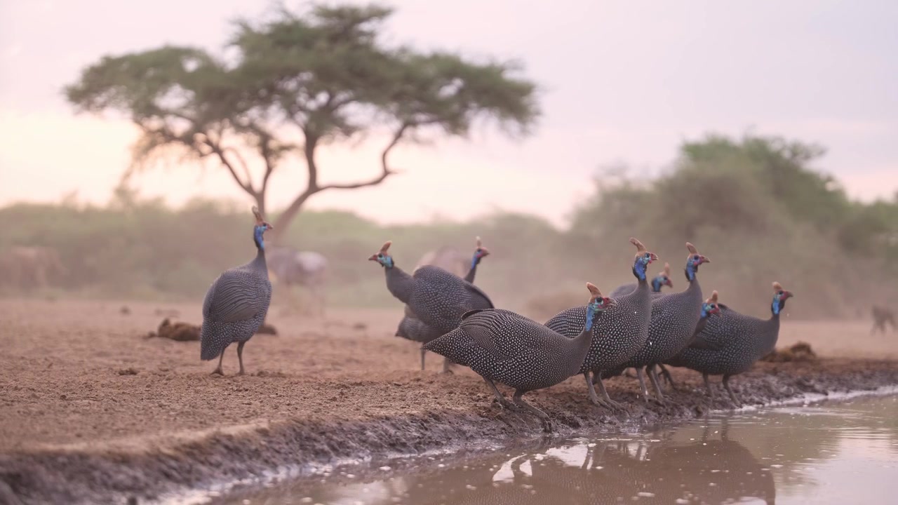 Afrikkalaisia lintuja auringonlaskussa, kypärähelmikanat juomassa, helmikanat juomassa juomapaikalla, linnusto Afrikassa, matala kuvakulma.