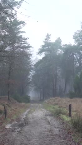 misty forest path