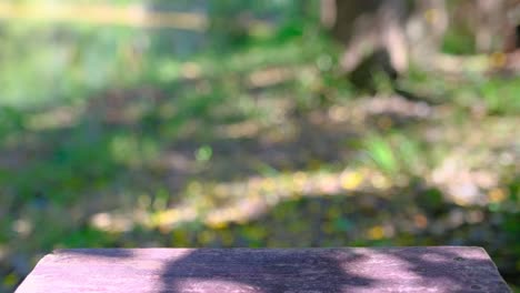 bokeh light in the garden