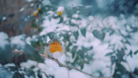 Adorable-fluffed-up-European-robin-on-perch-before-flying-away,-pull-focus