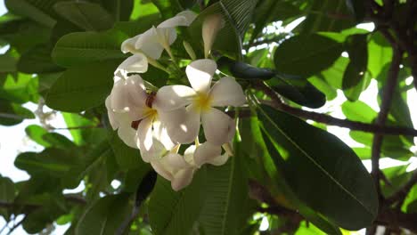 white flower with green