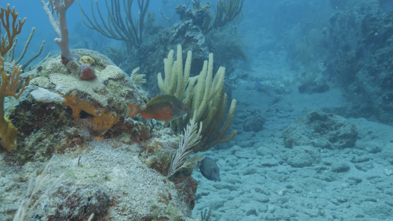 Tranquilla scena subacquea di una barriera corallina con coralli molli colorati e spugne che ondeggiano dolcemente nelle limpide acque tropicali blu vicino a St Thomas.
