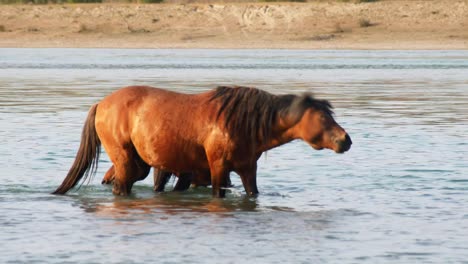 The-untamed-spirit-of-feral-horses,-domesticated-stock,-as-they-roam-freely-in-the-summer-heat