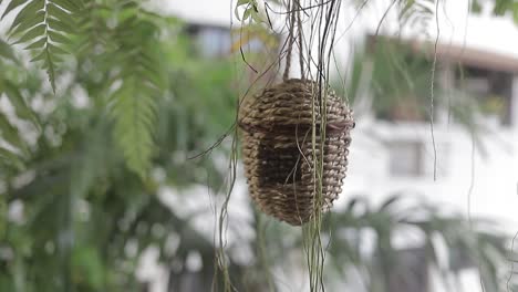 panoramic shot of bird's nest created by hand slow motion