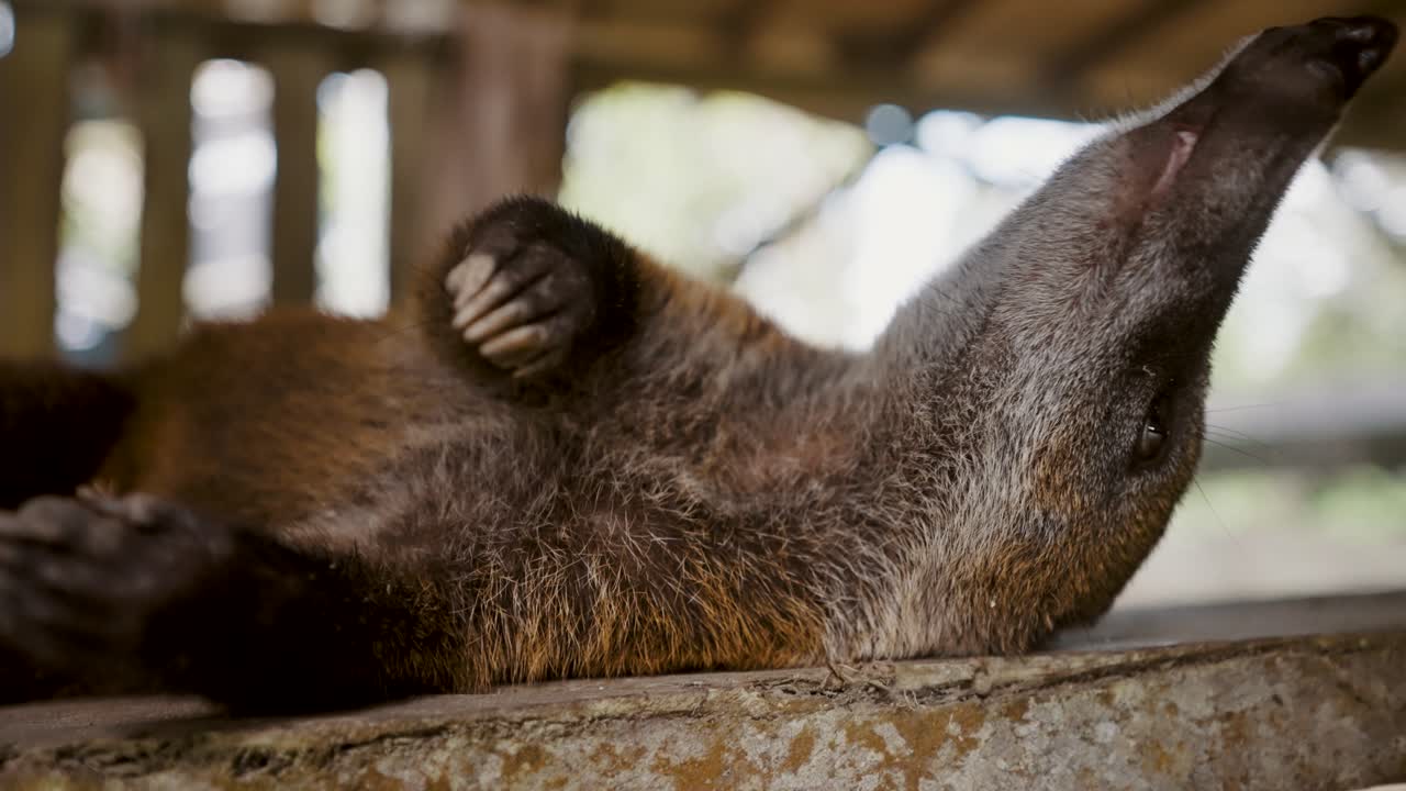 el lindo coati sudamericano acostado en la superficie de madera en ecuador