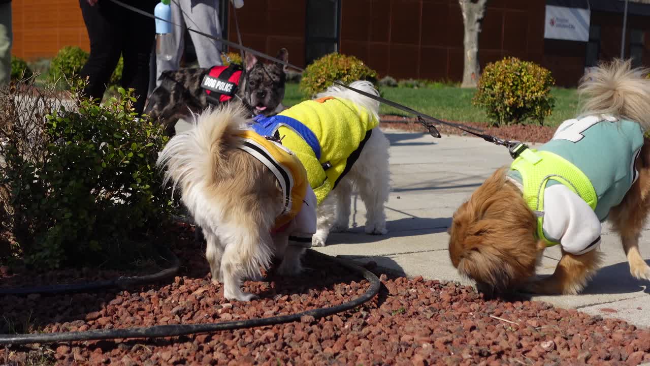공원에서 옷을 입은 개들