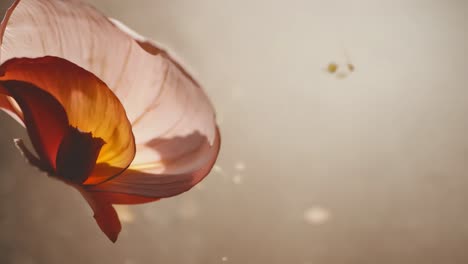 pétalos de flores flotantes y confeti