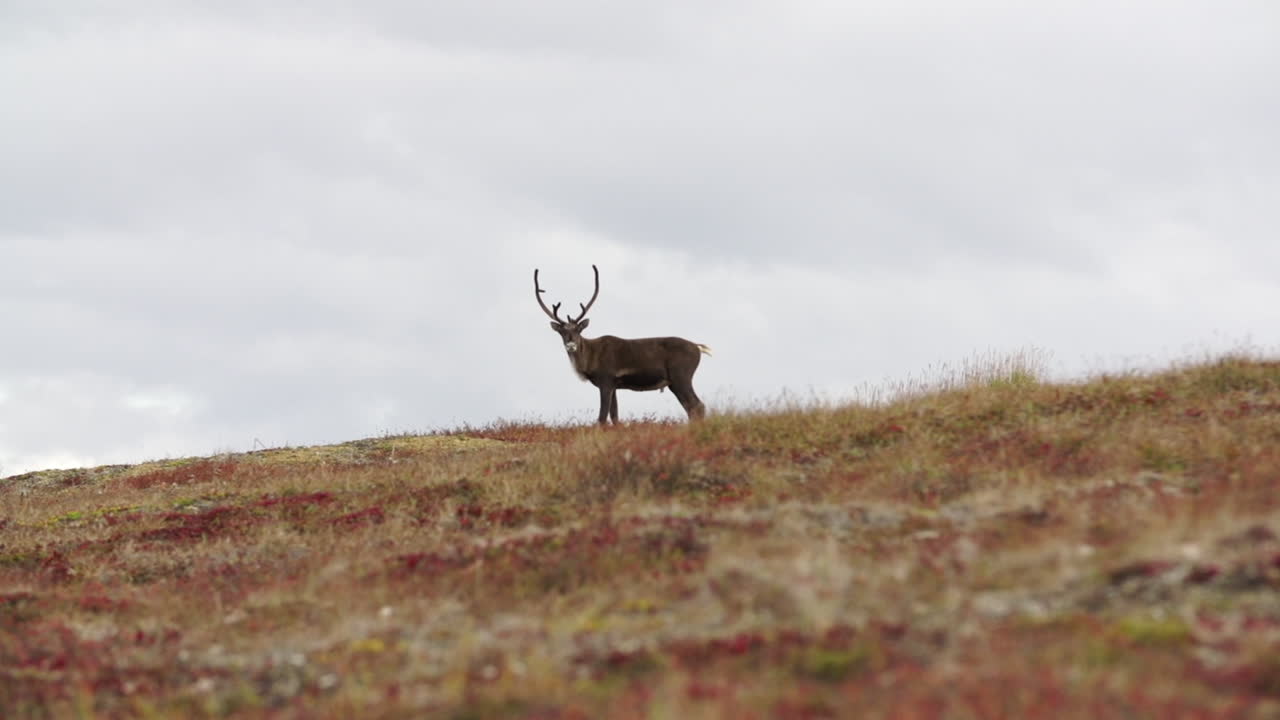 Reindeer in a field