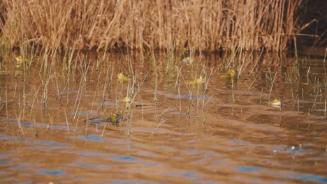 Tagsüber-Schwimmen-Viele-Frösche-Im-Seichten-Wasser