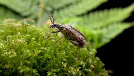 two-banded longhorn beetle walking on the green plant in the forest then fly away