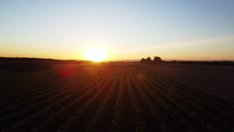 aerial view of a large vineyard at sunset - drone fly over shot