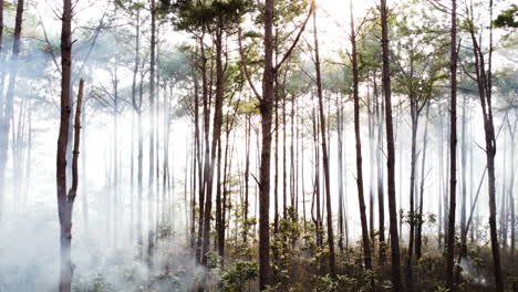 Aéreo,-Drone-Volando-A-Través-De-árboles-Altos-Del-Bosque-Con-Humo-Blanco-Brumoso