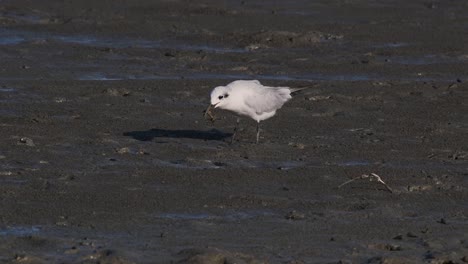 Whiskered-Tern-feeding-on-a-Crab,-Chlidonias-hybrida