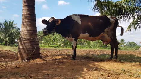 Una-Vaca-Jersey-Atada-A-Un-Cocotero-En-Una-Granja-Del-Pueblo