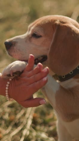 primer plano de una amante de mascotas con camisa rosada dando cinco a su perro mientras el perro levanta la pata, mostrando un vínculo alegre entre el dueño y la mascota en un campo cubierto de hierba bajo la luz del sol, representando la confianza y la amistad