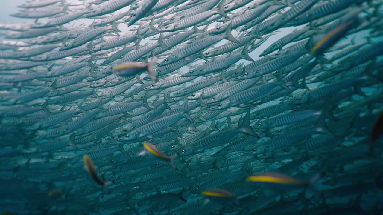 Large School of Barracudas Underwater
