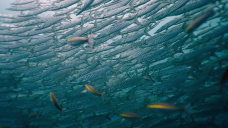 large school of barracudas underwater
