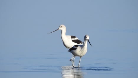 American-avocet,-Recurvirostra-americana-couple-feed-on-the-shore-of-the-beach-with-a-beautiful-blue-background