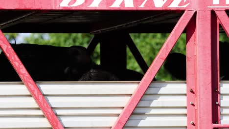 cows peering through a livestock trailer