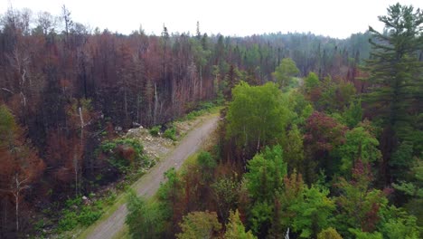 aerial view of a dirt road winding through a forest with green and reddish-brown trees