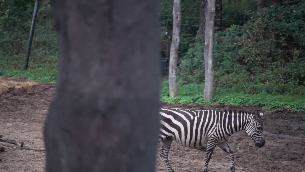 Lonely zebra walking near giraffes, side follow view