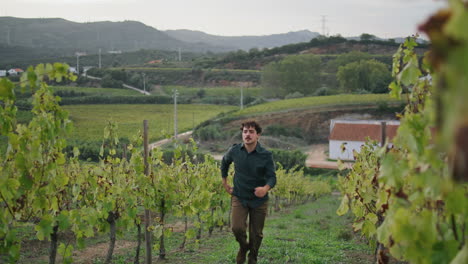trabajador de la viña caminando filas arbustos de vid comprobando las uvas antes de recoger verticalmente