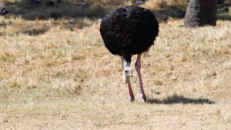 ostrich feeding in open zoo environment