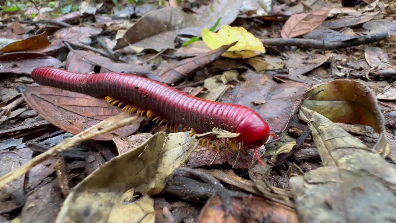 Millepiedi di fuoco del Madagascar che si muove sul terreno. Parco Nazionale di Andasibe-Mantadia, Madagascar