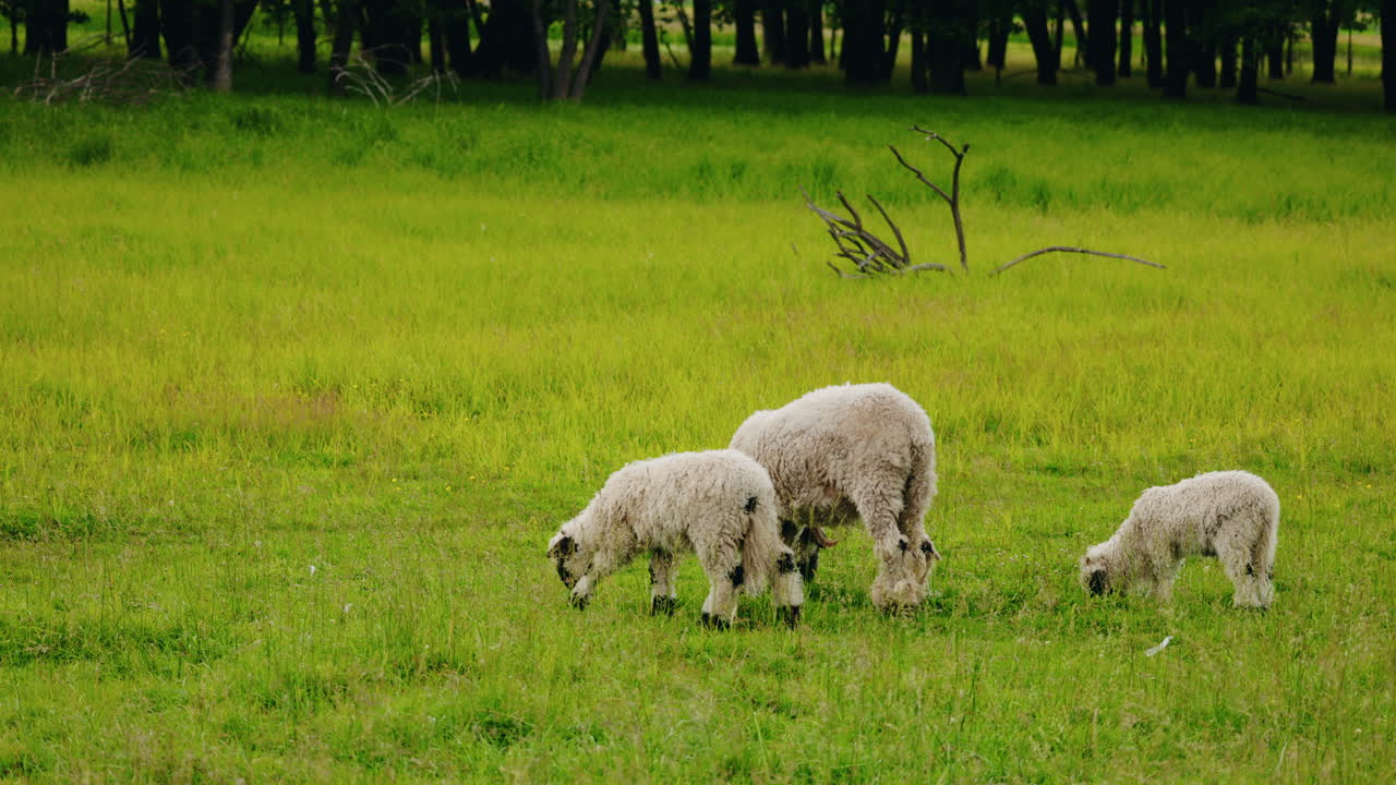 들판 에서 양 들 이 먹이를 먹고 있다