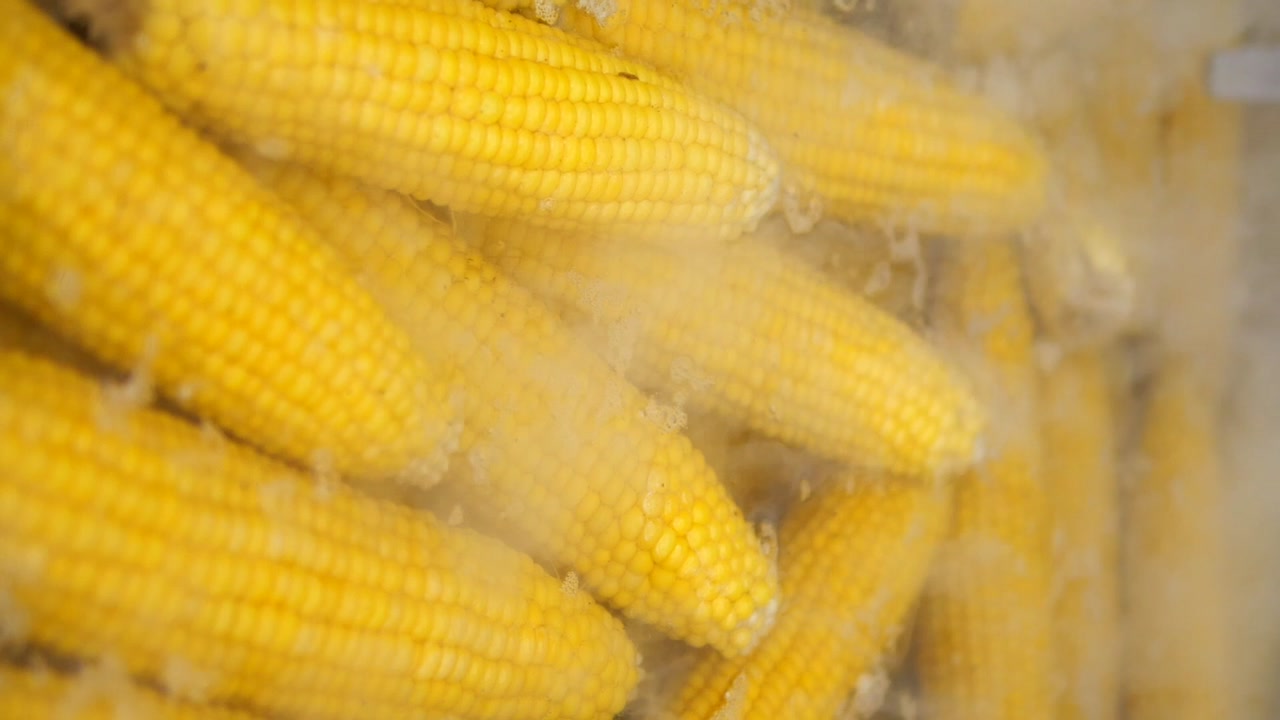 Close-up of Fresh Corn Cobs Boiling in Hot Water