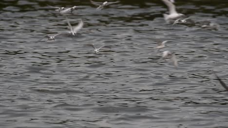 Seeschwalben-Und-Möwen,-Die-Nach-Nahrung-Suchen,-Sind-Wandernde-Seevögel-Nach-Thailand,-Die-Im-Kreis-Herumfliegen-Und-Abwechselnd-Nach-Nahrung-Suchen,-Die-Auf-Dem-Meer-Am-Kai-Des-Bangpu-freizeitzentrums-Schwimmt