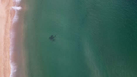 Toma-Aérea-De-Un-Enjambre-De-Delfines-En-Aguas-Poco-Profundas-Cerca-De-La-Playa-De-Fingal,-Port-Stephens-Nsw-Australia