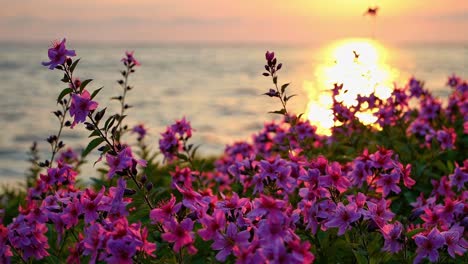 a serene sunset video captures vibrant pink flowers in the foreground with a low-angle shot