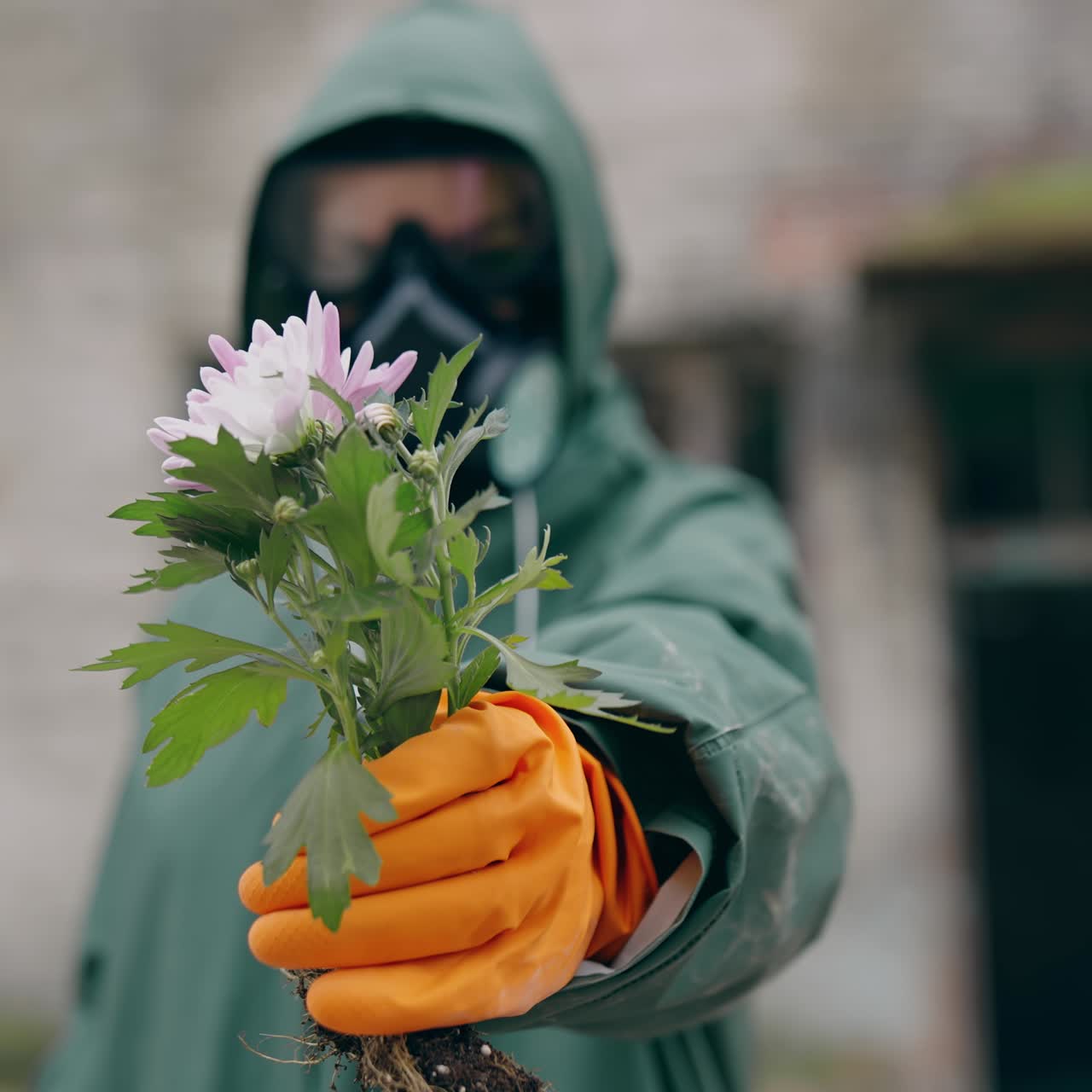 Survivor holding flowers with ruined building background. Person in chemical safety suit and respirator standing with flowers in hands in abandoned place and stretching t to the camera