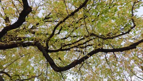 Yellow leaves on trees under a clear sky