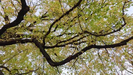 yellow leaves on trees under a clear sky