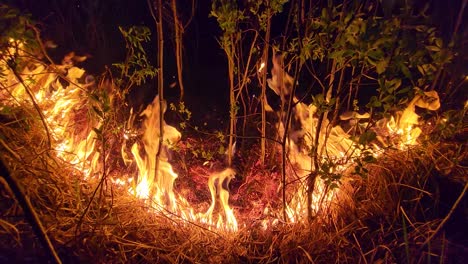 Wildfire-Enciende-La-Noche-Oscura,-Devorando-Todo-A-Su-Paso