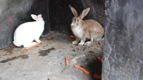 conejos blancos y conejos marrones están disfrutando de su almuerzo bajo la jaula