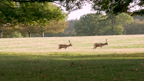Two-Stags-with-Large-Antlers-Face-the-Camera-and-then-Walk-Away