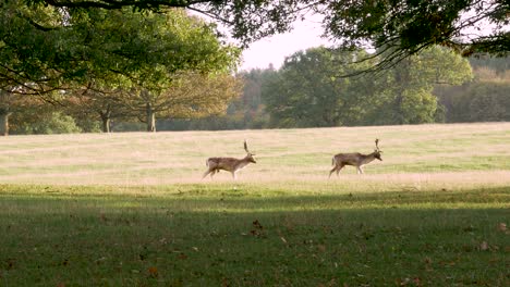 two stags with large antlers face the camera and then walk away