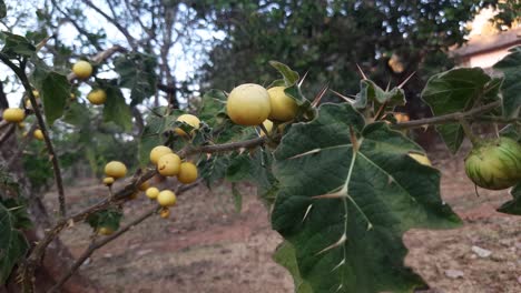 static shot of ripe soda apple fruits on shrub
