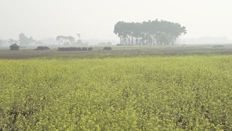 Flores-De-Mostaza-Están-Floreciendo-En-El-Vasto-Campo